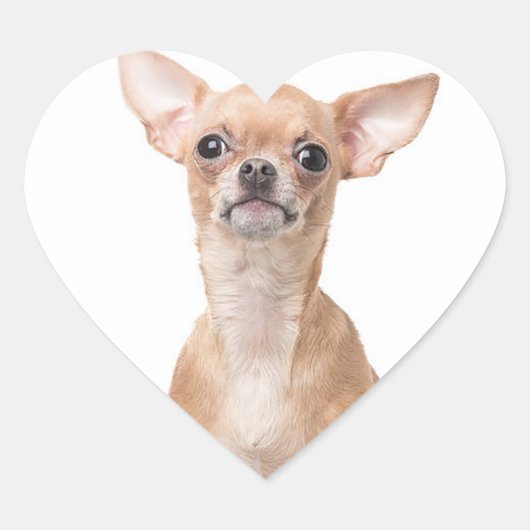 Chihuahua Puppy Hond Hart Hart Sticker (Voorkant)