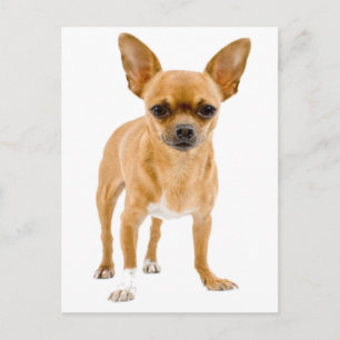 Chihuahua Puppy Hond Postkaart