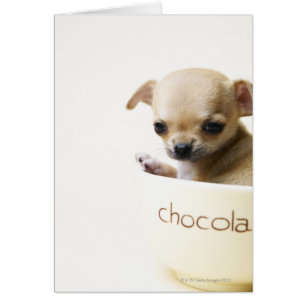 Chihuahua puppy in bowl (gehakt)