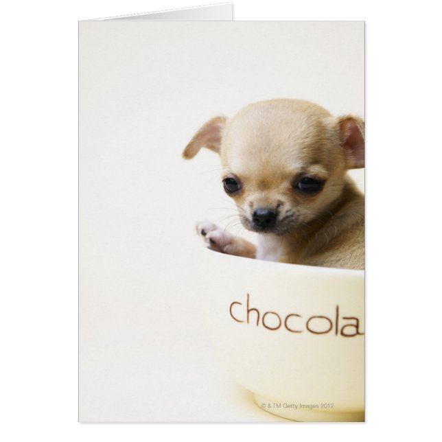 Chihuahua puppy in bowl (gehakt) (Voorkant)