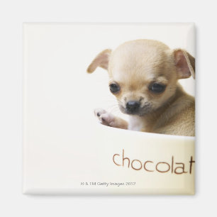 Chihuahua puppy in bowl (gehakt) magneet