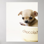 Chihuahua puppy in bowl (gehakt) poster (Voorkant)