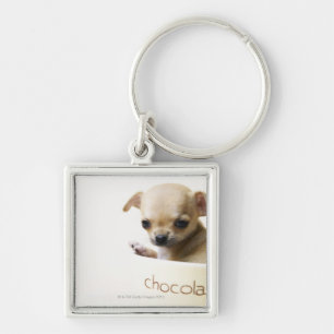 Chihuahua puppy in bowl (gehakt) sleutelhanger
