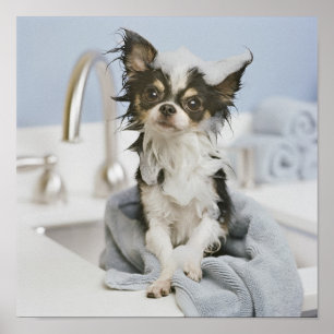 Chihuahua puppy in een handdoek poster