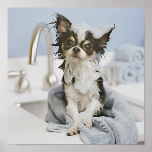 Chihuahua puppy in een handdoek poster (Voorkant)