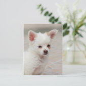 Chihuahua puppy in een tuin briefkaart (Staand voorkant)