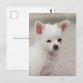 Chihuahua puppy in een tuin briefkaart (Voorkant / Achterkant)