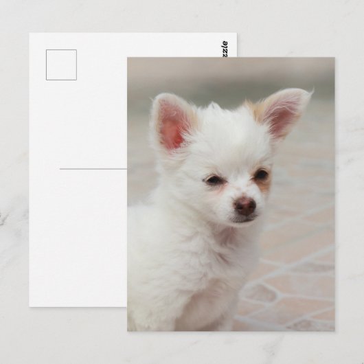 Chihuahua puppy in een tuin briefkaart (Voorkant / Achterkant)