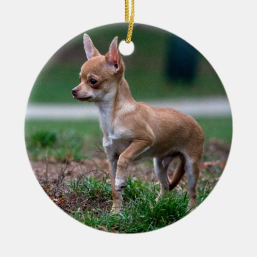 Chihuahua Puppy Keramisch Ornament (Voorkant)