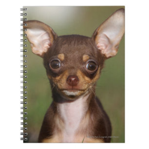 Chihuahua Puppy Kijkt naar Camera Notitieboek