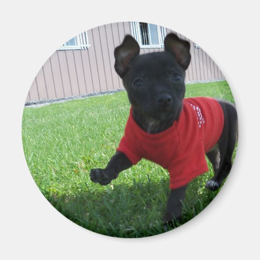 Chihuahua puppy magneet (Voorkant)