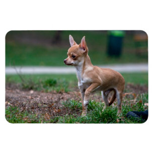 Chihuahua Puppy Magneet