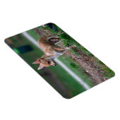 Chihuahua Puppy Magneet (Rechterzijde)