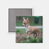 Chihuahua Puppy Magneet (Voorkant / Achterkant)