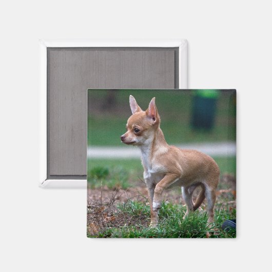 Chihuahua Puppy Magneet (Voorkant / Achterkant)