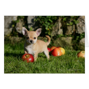 Chihuahua Puppy met appels