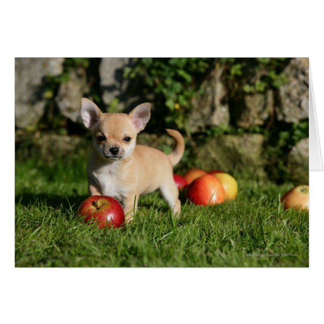 Chihuahua Puppy met appels (Voorkant Horizontaal)