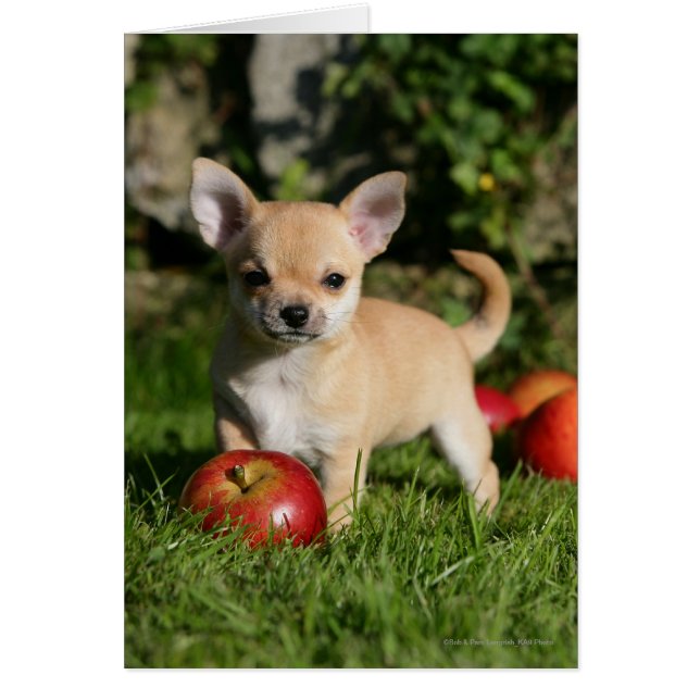 Chihuahua Puppy met appels (Voorkant)