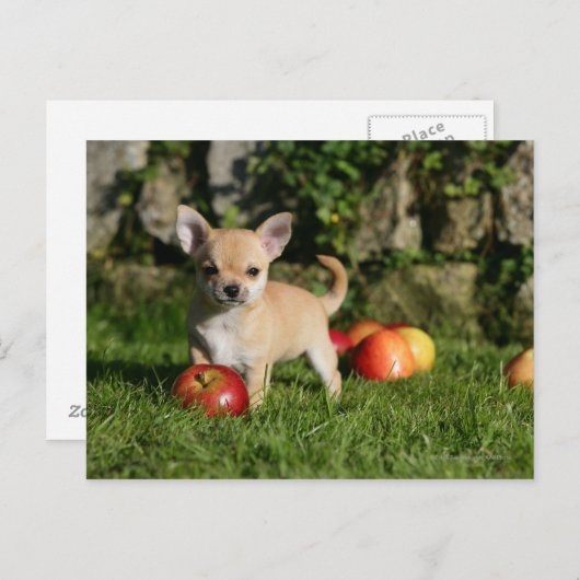 Chihuahua Puppy met appels Briefkaart (Voorkant / Achterkant)