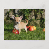 Chihuahua Puppy met appels Briefkaart (Voorkant)
