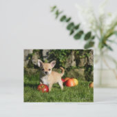 Chihuahua Puppy met appels Briefkaart (Staand voorkant)