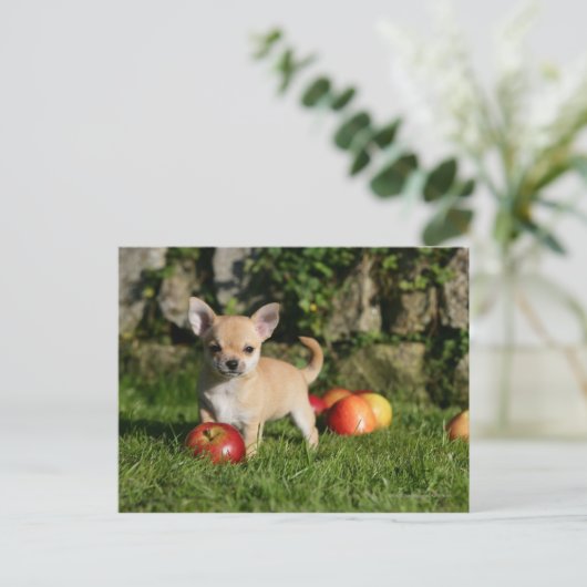 Chihuahua Puppy met appels Briefkaart (Staand voorkant)