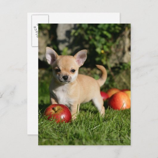 Chihuahua Puppy met appels Briefkaart (Voorkant / Achterkant)
