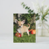 Chihuahua Puppy met appels Briefkaart (Staand voorkant)