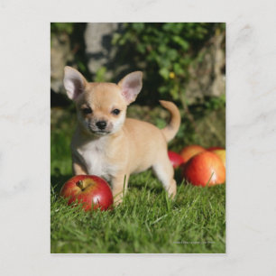 Chihuahua Puppy met appels Briefkaart
