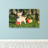 Chihuahua Puppy met appels Canvas Afdruk (Insitu (Houten vloer))