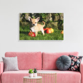 Chihuahua Puppy met appels Canvas Afdruk (Insitu (Woonkamer))