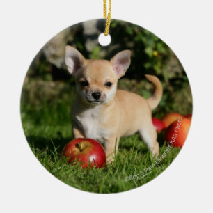 Chihuahua Puppy met appels Keramisch Ornament