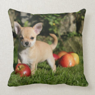 Chihuahua Puppy met appels Kussen