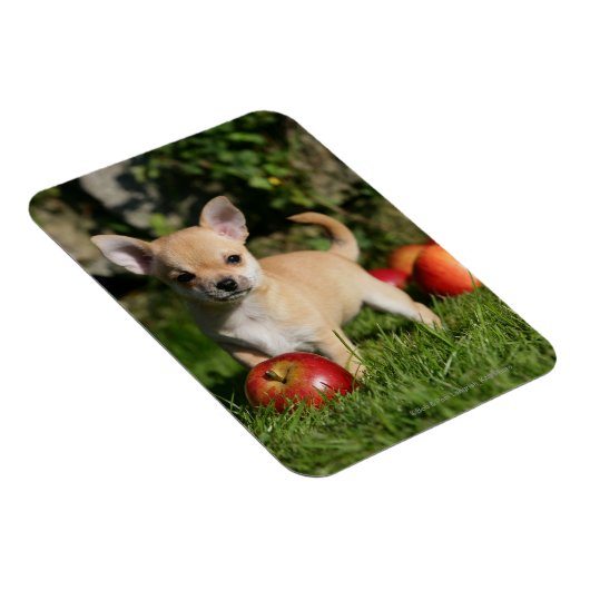 Chihuahua Puppy met appels Magneet (Rechterzijde)
