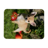 Chihuahua Puppy met appels Magneet (Horizontaal)