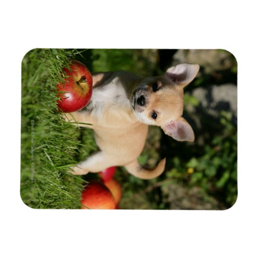Chihuahua Puppy met appels Magneet (Horizontaal)