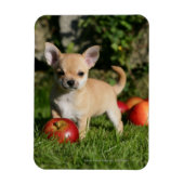 Chihuahua Puppy met appels Magneet (Verticaal)