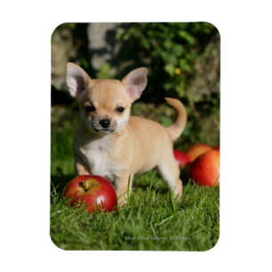 Chihuahua Puppy met appels Magneet