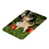 Chihuahua Puppy met appels Magneet (Linkerzijde)
