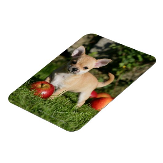 Chihuahua Puppy met appels Magneet (Linkerzijde)