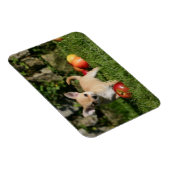 Chihuahua Puppy met appels Magneet (Rechterzijde)