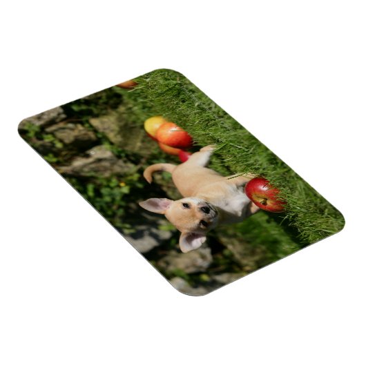 Chihuahua Puppy met appels Magneet (Rechterzijde)