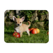 Chihuahua Puppy met appels Magneet (Horizontaal)