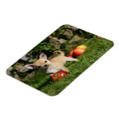 Chihuahua Puppy met appels Magneet (Linkerzijde)