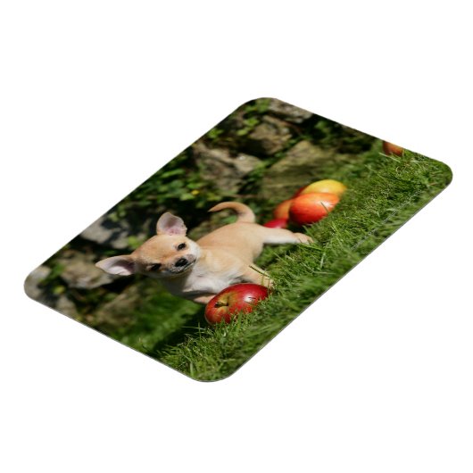 Chihuahua Puppy met appels Magneet (Linkerzijde)