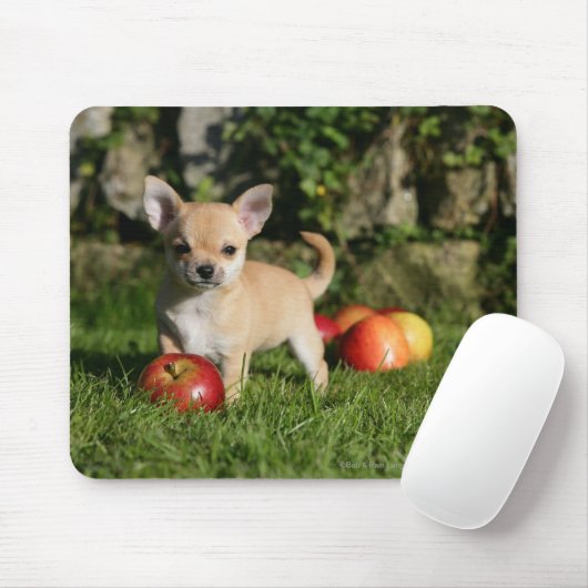 Chihuahua Puppy met appels Muismat (Met muis)