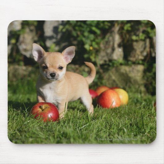 Chihuahua Puppy met appels Muismat (Voorkant)