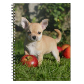 Chihuahua Puppy met appels Notitieboek (Voorkant)