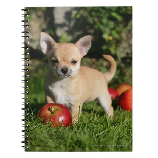 Chihuahua Puppy met appels Notitieboek (Voorkant)