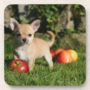 Chihuahua Puppy met appels Onderzetter